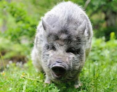 猪价有变！【明天猪价】9月10日全国猪价涨跌表！