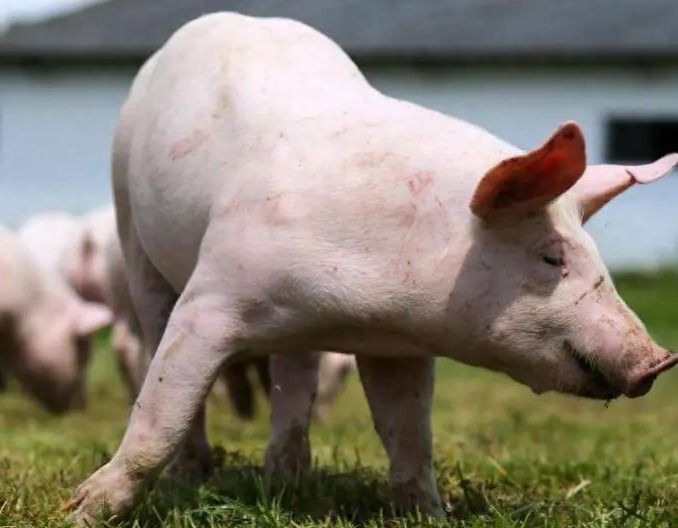 信息资讯|生猪养殖增效策略：防范猪增生性回肠炎，降低料肉比