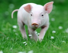 【小谢老师养猪技术分享】做好冬季母猪饲养管理，减少流产、死胎、早产现象