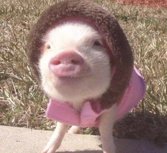 9月10日生猪报价：猪价一夜塌陷！大涨、暴涨彻底大反转？下半年猪价全面大涨！真相来了！