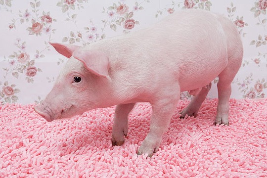 信息资讯|生猪养殖增效策略：防范猪增生性回肠炎，降低料肉比