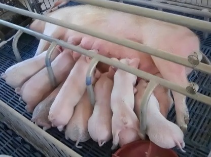 传统 vs 批次化：后备母猪繁殖性能表现大比拼