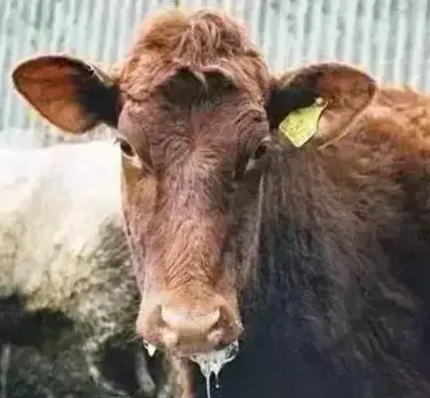 牛倒嚼嘴上有白沫是怎么回事？