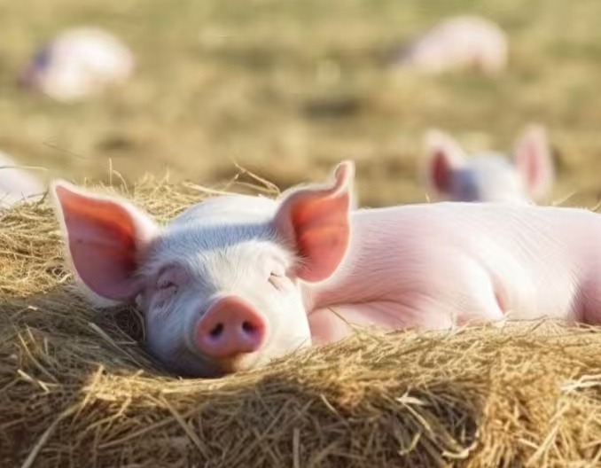 别让猪腹泻拖垮养殖效益!从识别到预防,三大板块教你科学搞定