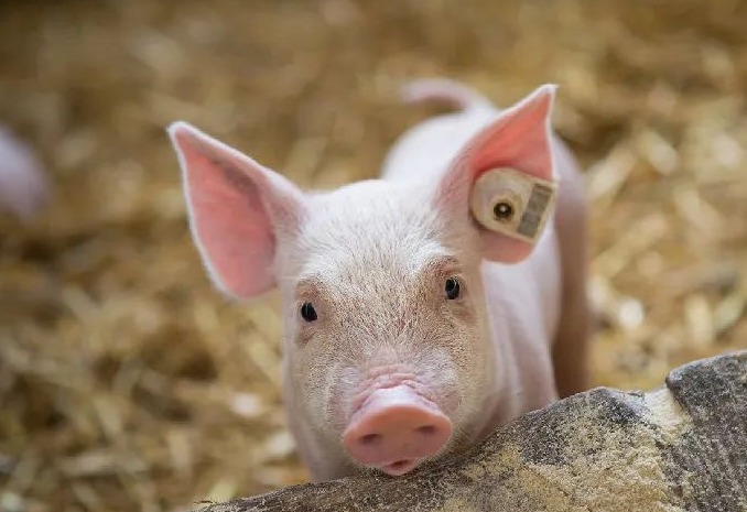 明日猪价 | 2025.9.13日~全国各地最新猪价（猪价已更新！）