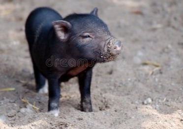 养猪要注意这些点 36-40