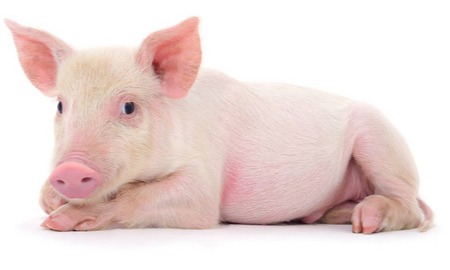 重磅！农业农村部发布两大新规，养猪业迎重大变革！