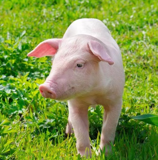 关于母猪常见问题，乳房炎知多少？