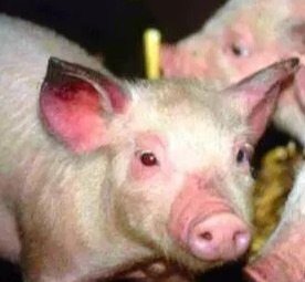 一例产房仔猪超50%死亡的惨痛案例，元凶竟是它——盖塔病毒！