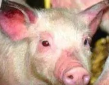 猪传染性胸膜肺炎发病特征与用药方案