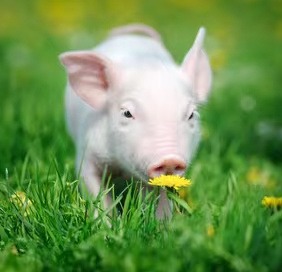 断奶重7.5kg的两大意义是什么？您知道？