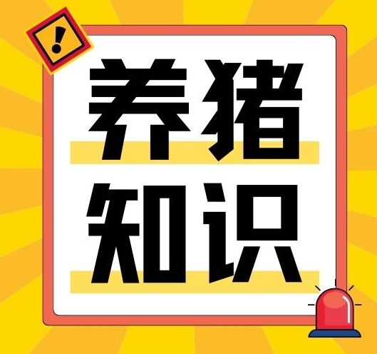 三大妙招，轻松搞定猪猪吃喝拉撒分区难题！