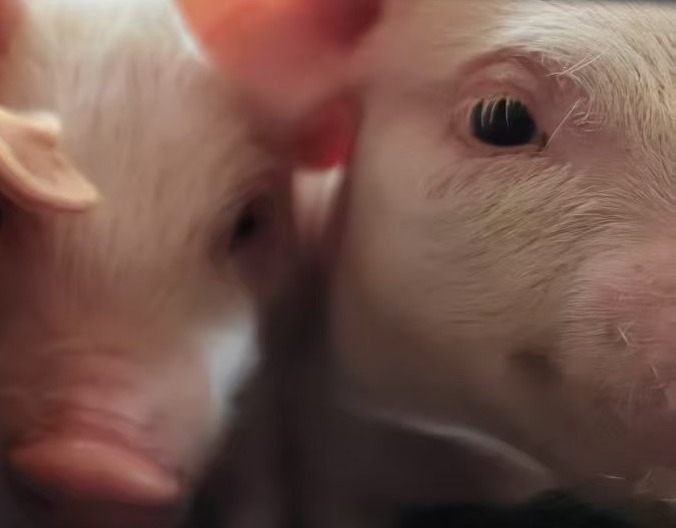 6大措施，全方位守护产房仔猪，压死率直降为零！