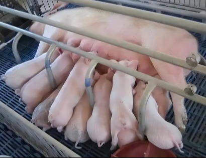 母猪流产损失大，猪场该如何处理？