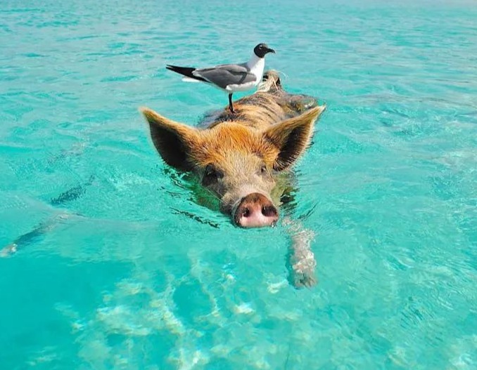 育肥猪多大日龄免疫力才能提升到正常水平？