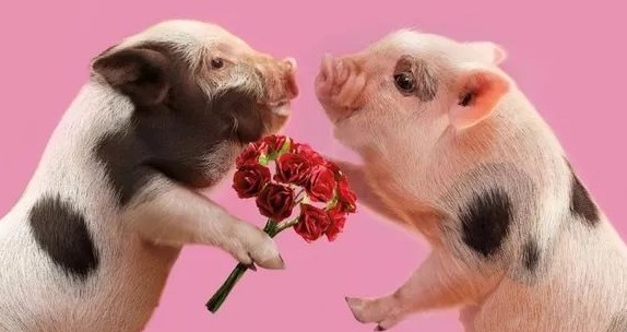 过硫酸氢钾浓度对非洲猪瘟的应用研究报告（附浓度-效果矩阵）