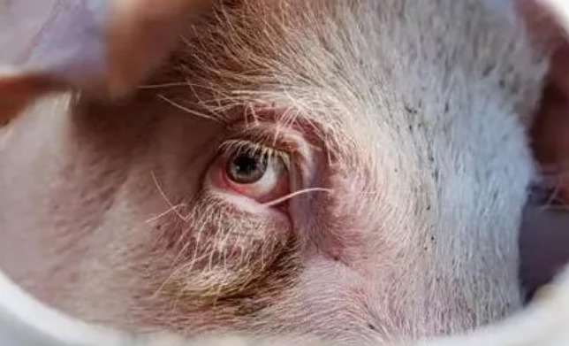 育肥猪疾病五级分类与动态分类管理（附案例分析）