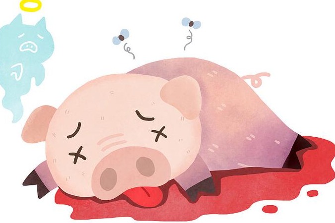 猪体温40℃应该给药吗？