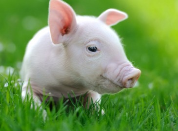 要想肥猪快速育肥，栏舍里这6点不容忽视！