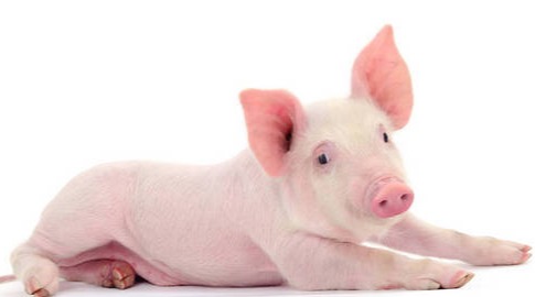 秋冬季猪流行性腹泻综合防控策略