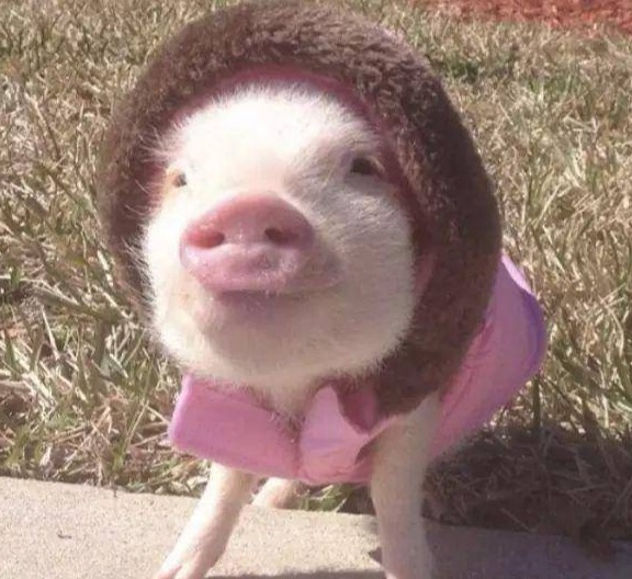 【今日猪价】9月22日生猪报价！（附最新报价表）