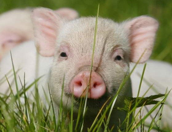 大部分母猪不发情，竟因为犯了这个小错误！