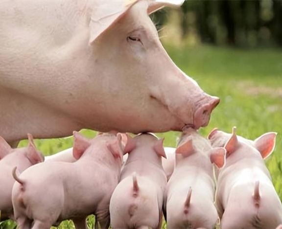 高产母猪饲养管理操作规范