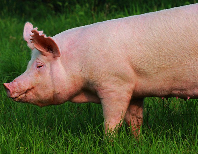 母猪产后保健方案