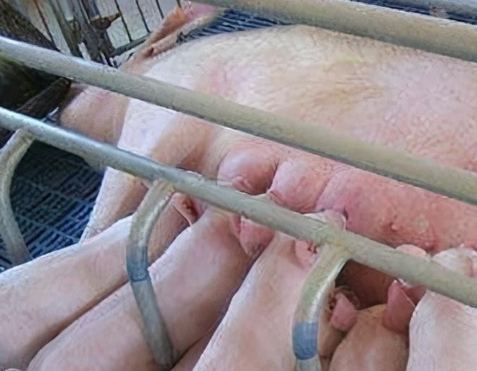 母猪科学喂料指南：按阶段定方案，精准把控饲喂量