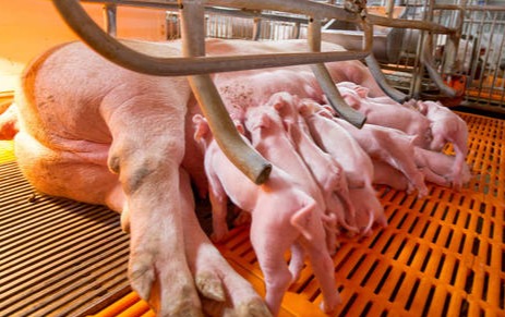 母猪羊水破，不产猪应如何处理