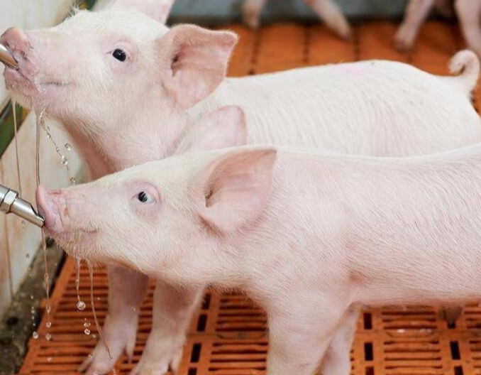 仔猪断奶期消瘦、喘气频发？养户必防三大核心问题，守住成活率与生长关键期