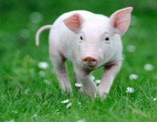 如何对猪进行有效的分群和并群？