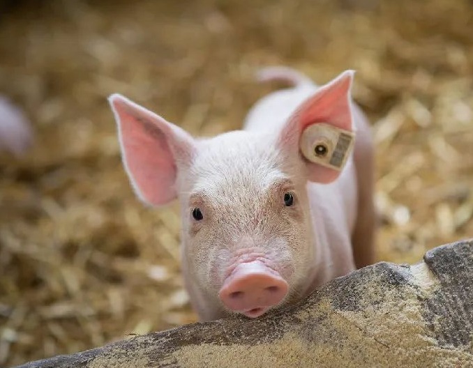 09月23日猪价：行情窄幅调整！局部地区止跌回稳，要涨了？