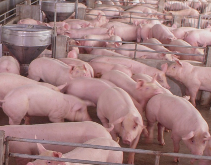 猪长期咳嗽喘气无法根除？大多是因为“底色病”蓝耳的存在