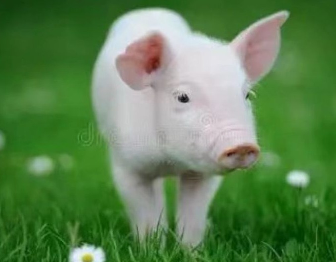 猪流行性腹泻（PED）防控