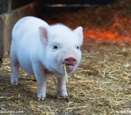 猪市走向：降体重、限二育，生猪出栏均重降低有助于推动四季度价格重心上移!