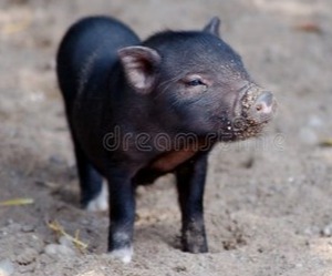 环保风暴横扫养猪业！多地“地毯式”排查养猪场！30%产能将被淘汰，580万头母猪要没了？