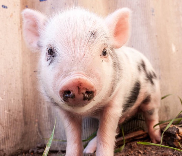 国家动真格了！3大新政出台，养猪业面临大洗牌！小散户这次能翻身吗？
