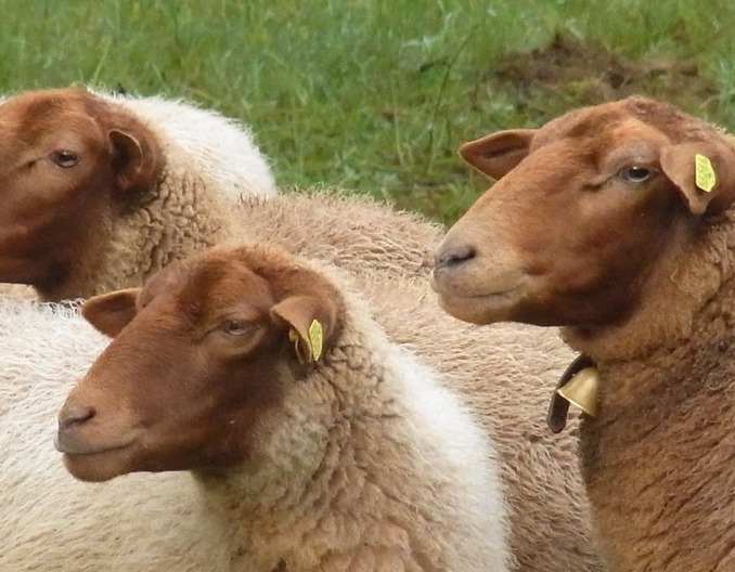 秋季羊拉黑稀！是什么病？怎么防治？