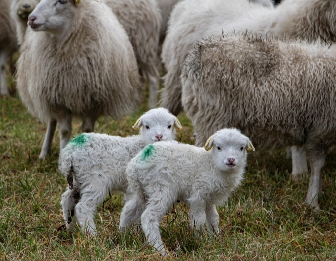 养羊老手真实口述，4招100%治愈乳房炎！