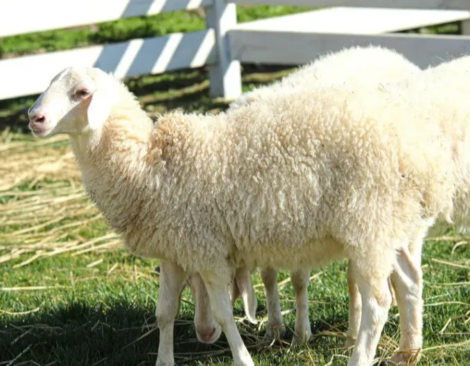 把驱虫药拌在料里喂可以吗？