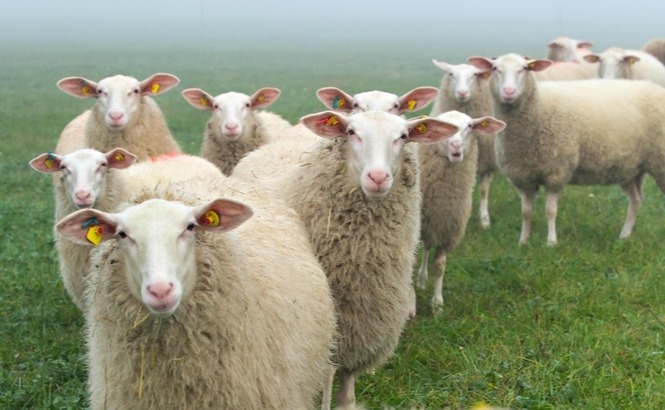 冬季青储喂得多，添加小苏打很必要！