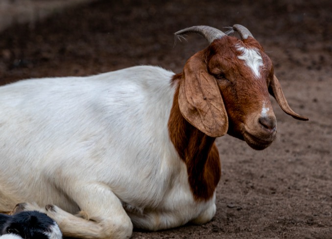 羊站不起来是什么病？