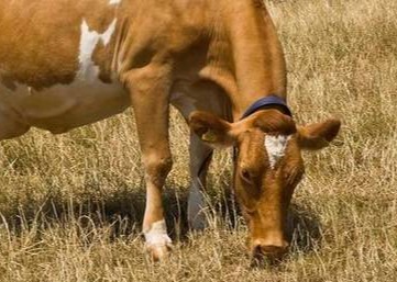 养牛必要要懂得牛腹胀的急救方法！