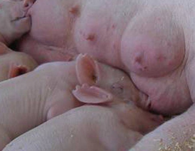 繁母猪为何必须严控？ 长效机制能否“稳住”猪价？