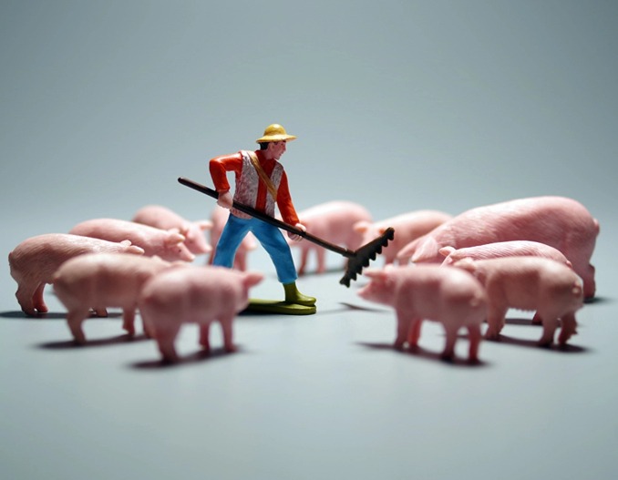 双节临近生猪市场大考:供强需弱下的价格突围战