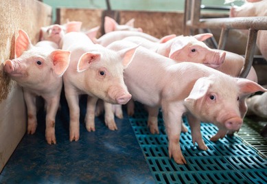 猪场产房的合理消毒