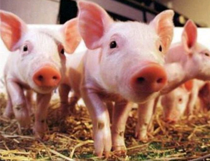 猪场产房接产注意事项