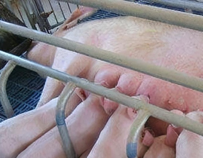 猪场产房的应急措施