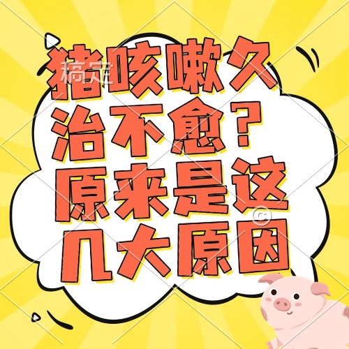 猪咳嗽久治不愈？原来是这几大原因